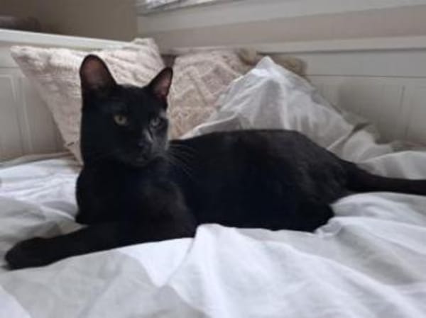 Cesar - munteres, neugieriges Katerchen