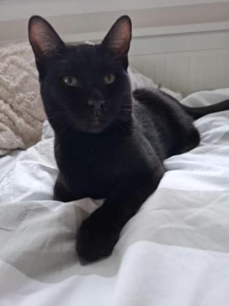 Cesar - munteres, neugieriges Katerchen