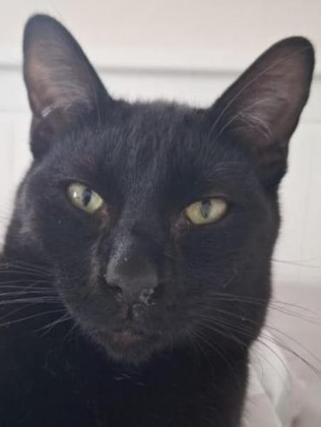 Cesar - munteres, neugieriges Katerchen