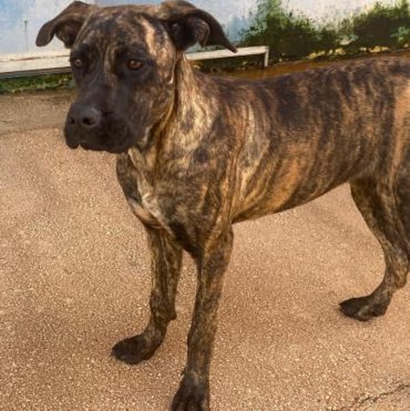 Vania, in der Tierherberge Donzdorf