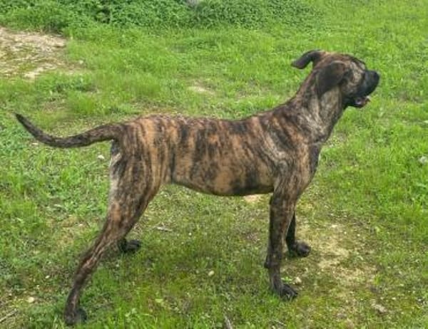 Vania, in der Tierherberge Donzdorf