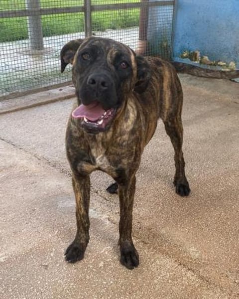 Vania, in der Tierherberge Donzdorf