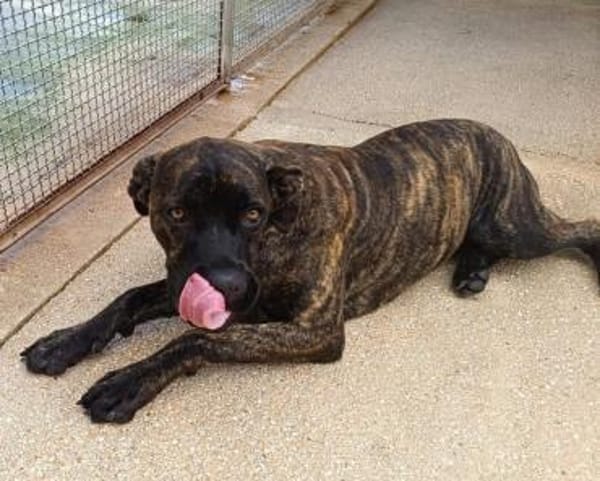 Vita, in der Tierherberge Donzdorf