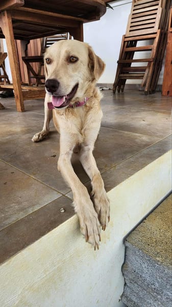 Suzie la belle et douce louloute