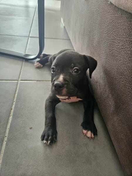 Snoopy petit amour à réserver