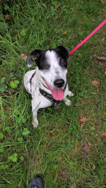 Vador l'adorable petit guerrier tripatte