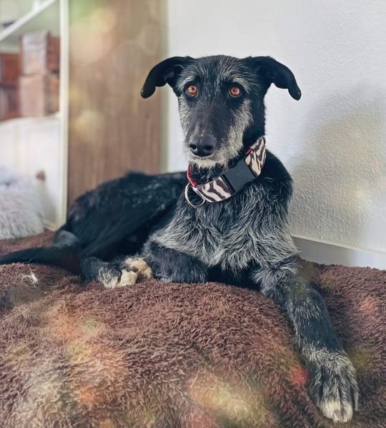 LUCERO (patas jumillas)