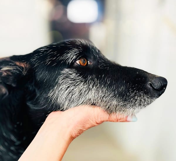 LUCERO (patas jumillas)