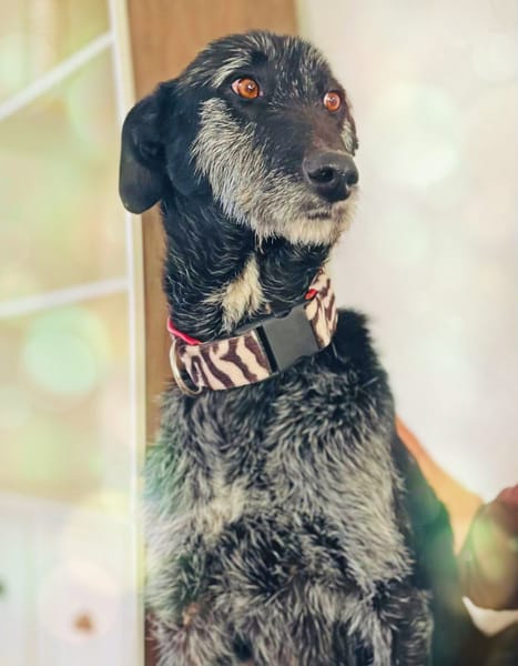 LUCERO (patas jumillas)