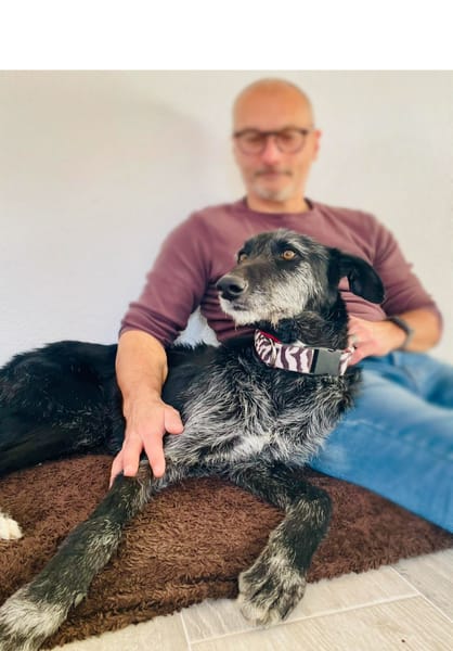 LUCERO (patas jumillas)