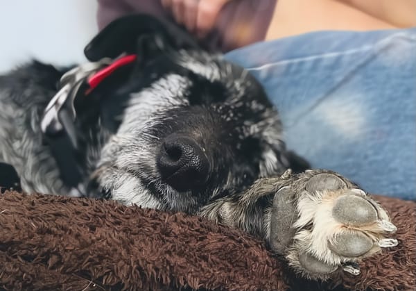 LUCERO (patas jumillas)