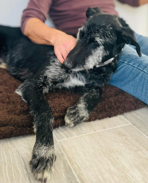 LUCERO (patas jumillas)