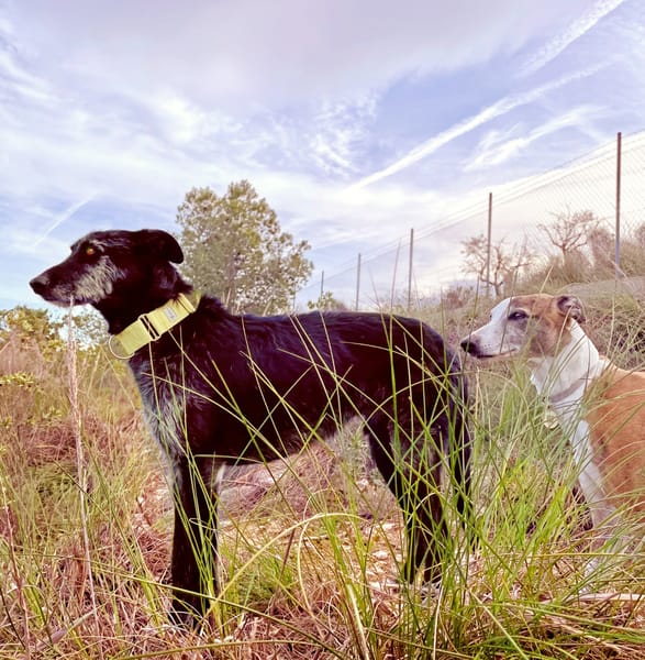LUCERO (patas jumillas)