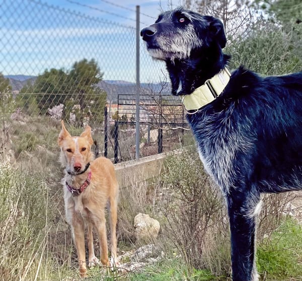 LUCERO (patas jumillas)