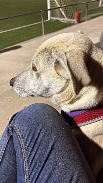 ZARO (patas jumillas)