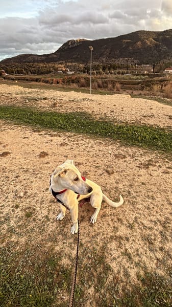 ZARO (patas jumillas)