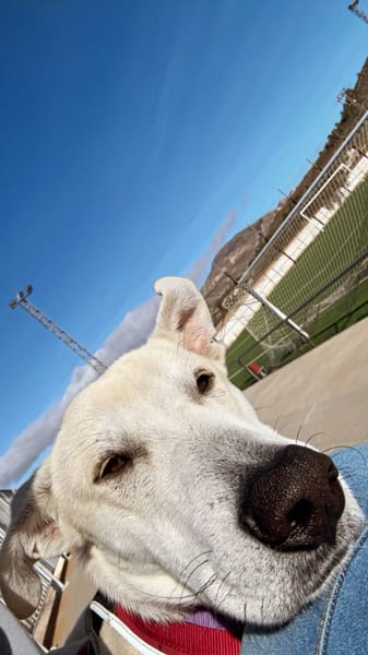 ZARO (patas jumillas)