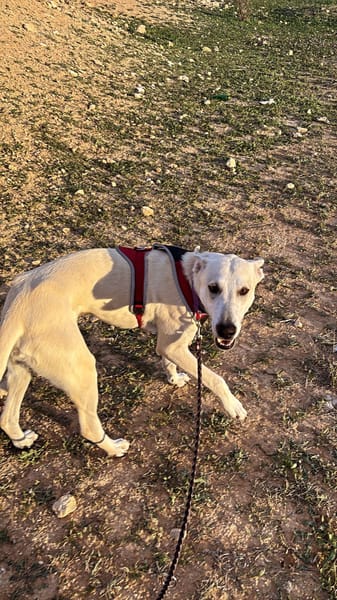 ZARO (patas jumillas)