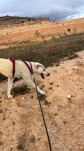 ZARO (patas jumillas)