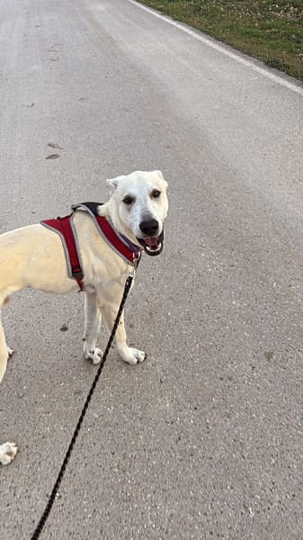 ZARO (patas jumillas)