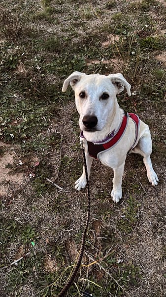 ZARO (patas jumillas)