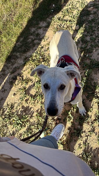 ZARO (patas jumillas)