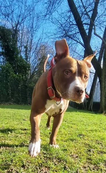 TATUM, le super chien !