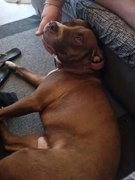 TATUM, le super chien !