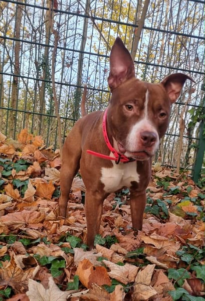 TATUM, le super chien !