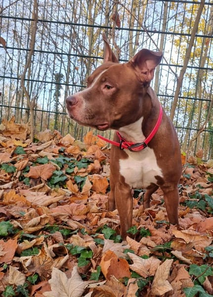 TATUM, le super chien !