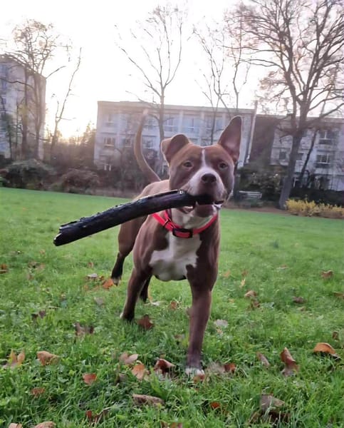 TATUM, le super chien !