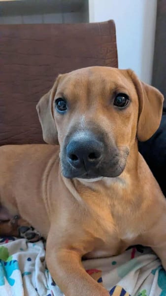 GOLIATH LE MAGNIFIQUE