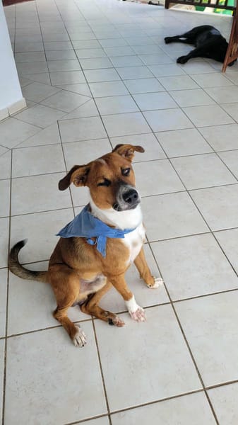 Aloka le beau créole