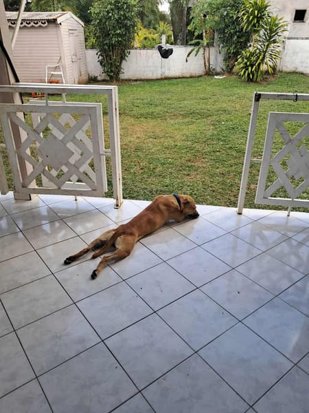 AÏKO la douceur des îles