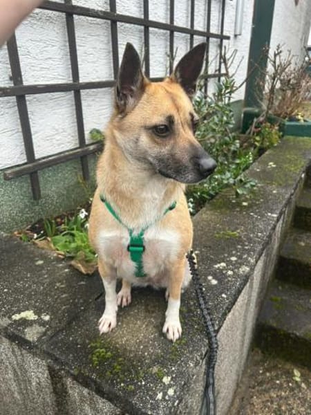 Süße Breskvica sucht ihre Familie