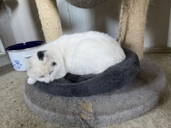 Fiona - zarte Kämpferin