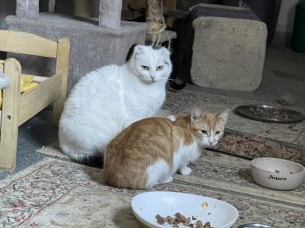 Fiona - zarte Kämpferin