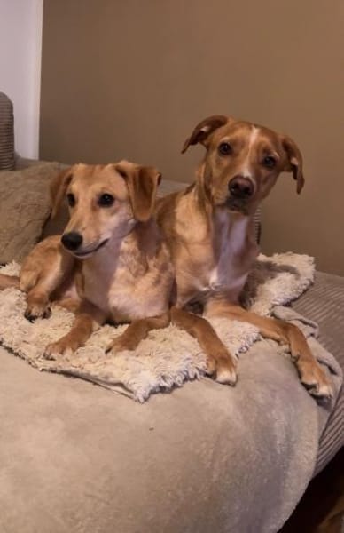 Matyo, vorsichtige Knutschkugel, ca. 7 M