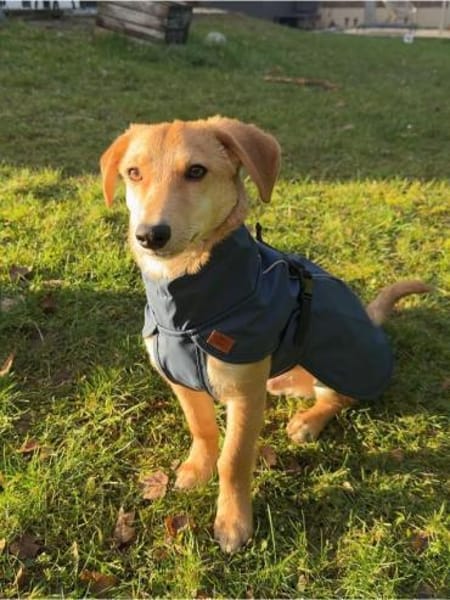 Matyo, vorsichtige Knutschkugel, ca. 7 M