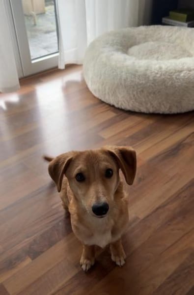 Matyo, vorsichtige Knutschkugel, ca. 7 M