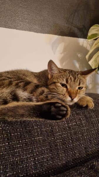 Zuhause gesucht für Jessi