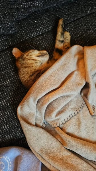 Zuhause gesucht für Jessi