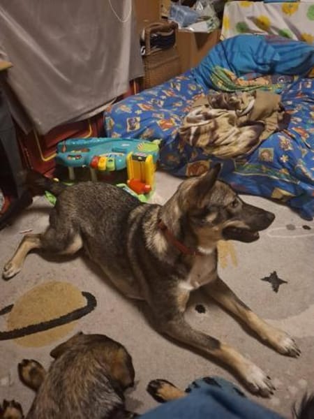 Notfellchen Tammi❤ sucht ihr Heim