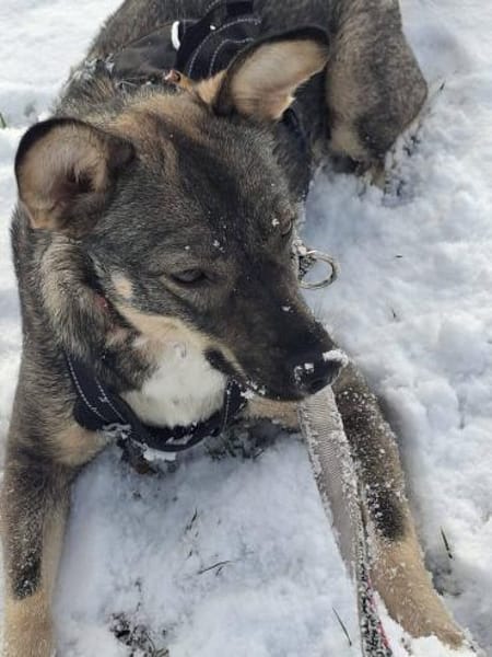 Notfellchen Tammi❤ sucht ihr Heim