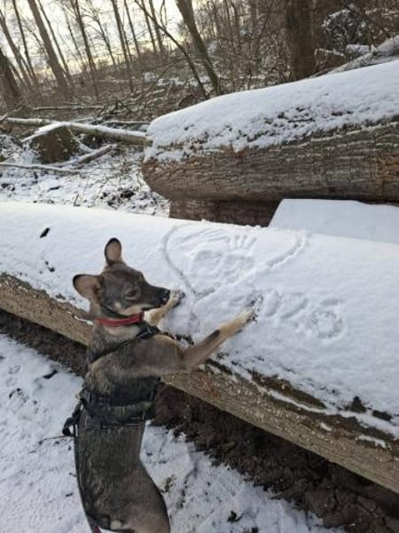 Notfellchen Tammi❤ sucht ihr Heim