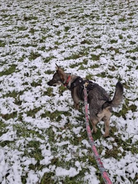 Notfellchen Tammi❤ sucht ihr Heim