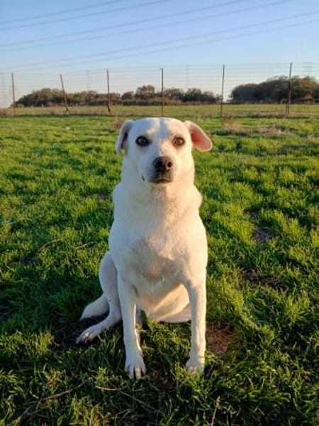 Hilal sucht ein Zuhause/Pflegestelle