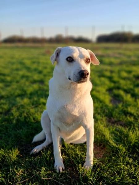 Hilal sucht ein Zuhause/Pflegestelle