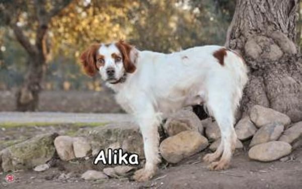 ALIKA