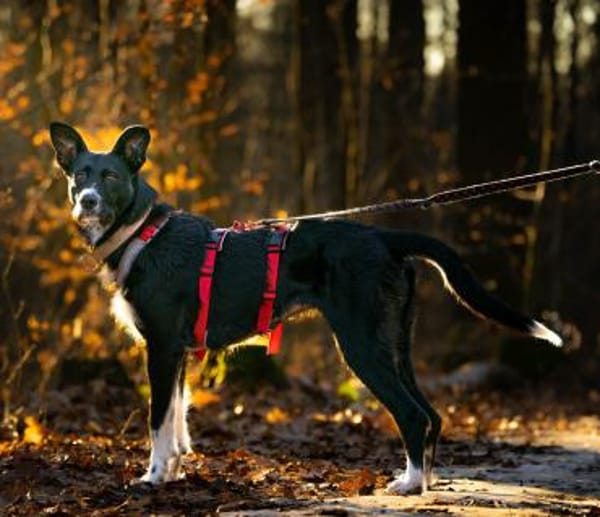 Mora, in Deutschland